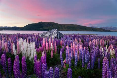 Interesting Photo Of The Day: Lupine Flowers at Lake Tekapo