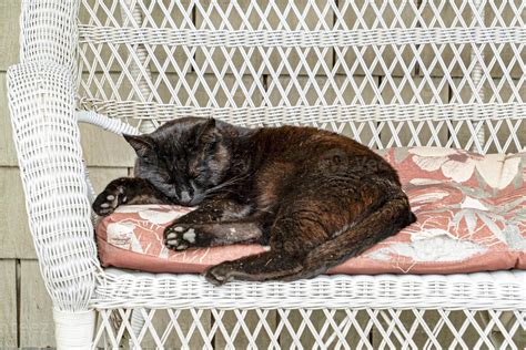 black cat sleeping on sofa 17428518 Stock Photo at Vecteezy