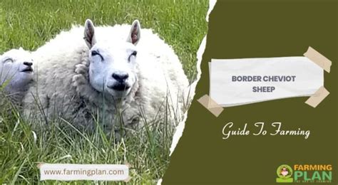 Border Cheviot Sheep: Farm From Scratch - Farming Plan