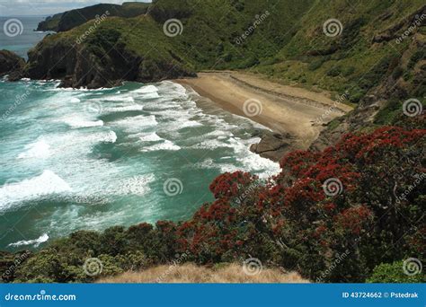 New Zealand coast stock photo. Image of pohutukawa, bush - 43724662