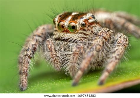 61,726 Spider Eyes Closeup Images, Stock Photos, 3D objects, & Vectors ...