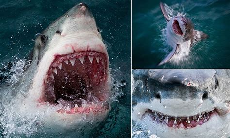 The Jaws of death: Great white shark captured in terrifying close-up ...