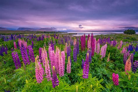 Guide to Best Places in New Zealand to See Lupins