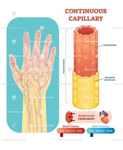 Continuous capillary anatomical vector illustration cross section ...