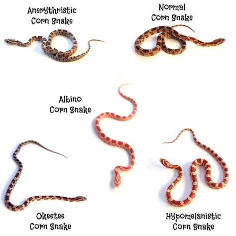 Most Popular Corn Snake Morphs | Corn snake, Snake, Pet snake