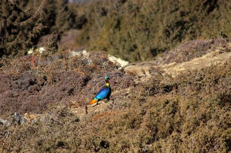 National Bird of Nepal_Lophophorous Impejanus (Himalayan Monal), Danphe ...