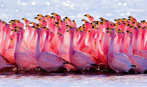 🔥 [60+] Pink Flamingo Wallpapers | WallpaperSafari