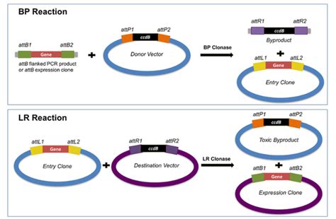 Addgene: Cloning