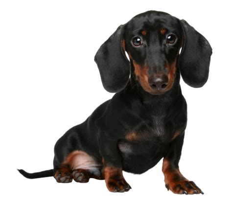 Dachshund PNG