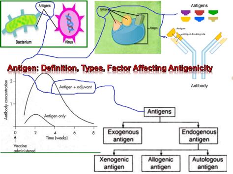 Antigen: Definition, Types, Factor Affecting Antigenicity, Adjuvant ...