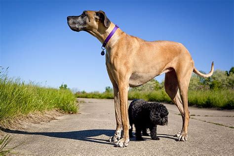 What Are Giant Dog Breeds? - WorldAtlas