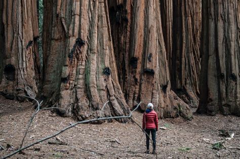 Sequoia National Park Camping Made Easy ⋆ Every Avenue Travel