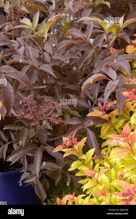 Sambucus nigra- 'Black Beauty' MIW250153 Stock Photo - Alamy