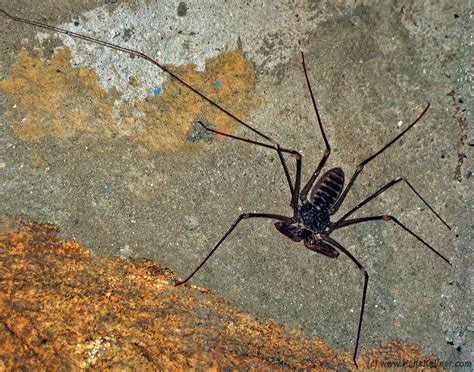 Tailless Whipscorpion – Hans Kellner Dot Com