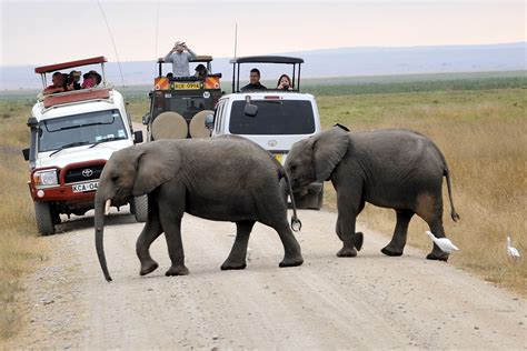 Safari activities to do in Amboseli national park | Kenya Wildlife Safari