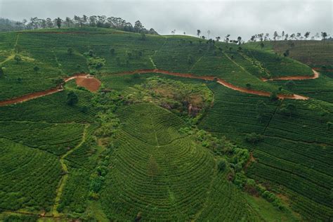 Nuwara Eliya Tea Factory - Great Experience at Damro Tea