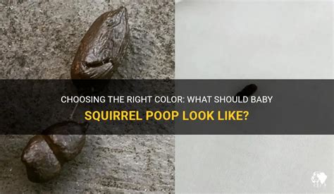 Choosing The Right Color: What Should Baby Squirrel Poop Look Like ...