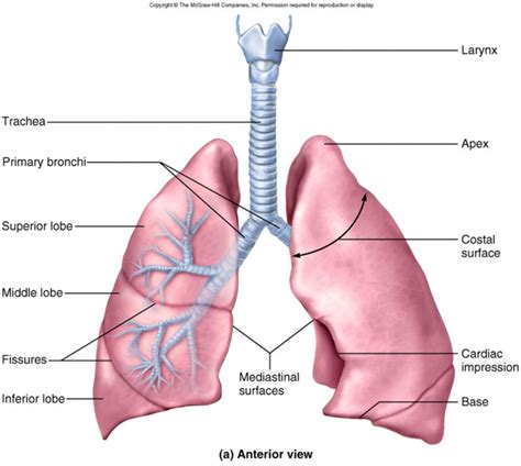 Anatomy of LUNGS and MCQs for NEET, GPAT,Nursing Exams - Gpatindia ...