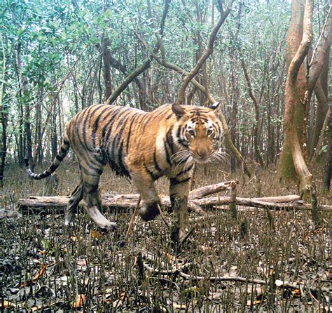 Sunderbans Tiger Reserve | Sunderbans tiger count up by 12 in four ...