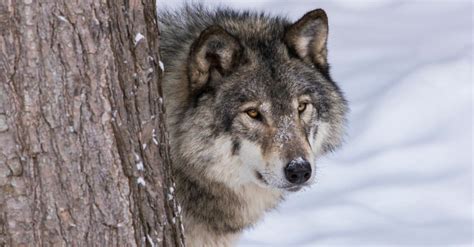 Mackenzie Wolf Animal Facts | Canis lupus occidentalis | AZ Animals