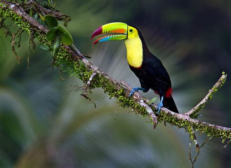 Fantastic Hd Wallpaper Toucan, Exotic Tropical Bird : Wallpapers13.com