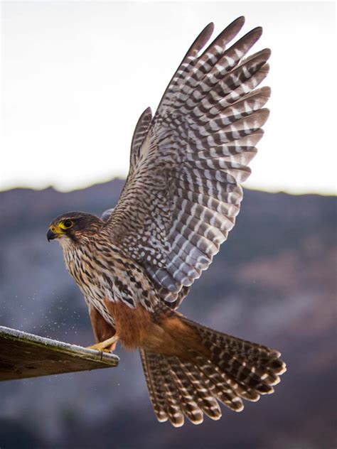 Falcon Images: Native Falcon Of New Zealand