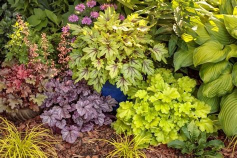 17 Best Outdoor Foliage Plants to Grow | Garden Design