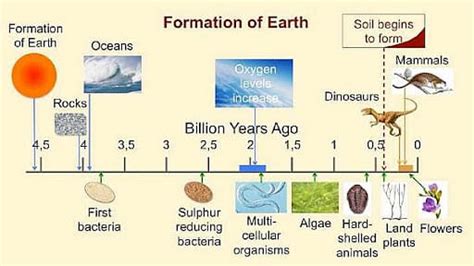 Multicellular Organisms: Evolution, Characteristics, Theories, Examples