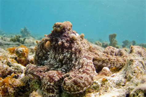 Why do Octopuses have 9 Brains, 3 Hearts, and Blue Blood? Surprising ...