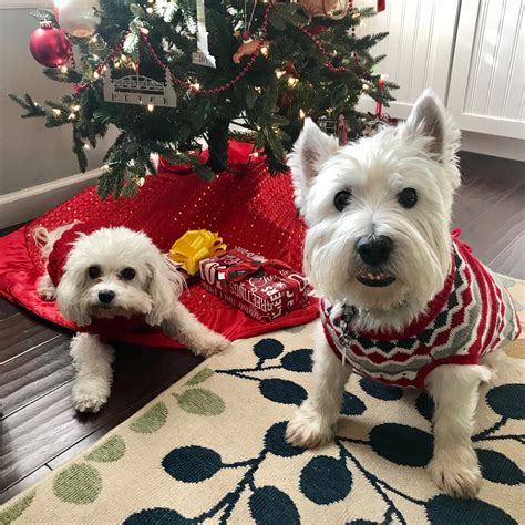 Christmas Tree Lane: Homemade DIY Christmas Dog Treats