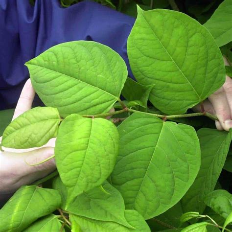 Japanese Knotweed Leaf Identification