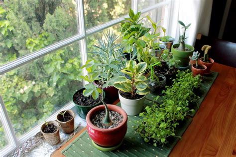 Indoor garden | How to grow beautiful indoor plants at home | indoor ...