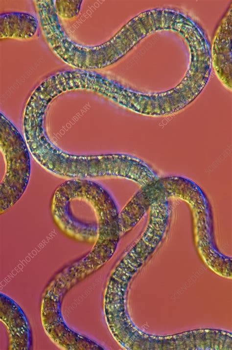 Spirulina cyanobacteria, light micrograph - Stock Image - C003/1084 ...