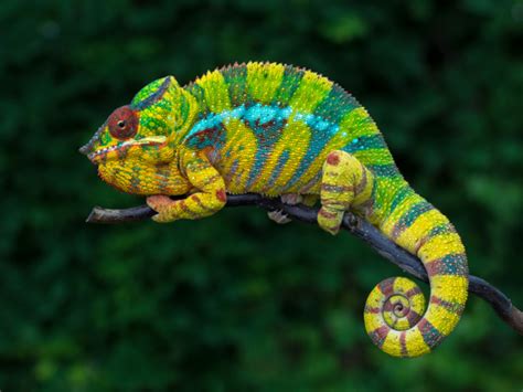 The Panther Chameleon Is Actually 11 Distinct Species - Reptiles Magazine