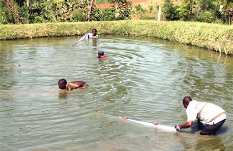 Fish Farming in Kenya | Modern Farming Methods