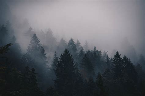 Aesthetic Foggy Forest Wallpapers - Wallpaper Cave