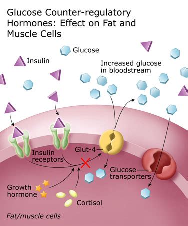 Metabolic Effects of Growth Hormone Tutorial | Sophia Learning