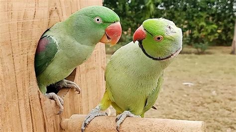 Indian Ringneck Parrot and Alexandrine Parrot in Breeding Box - YouTube