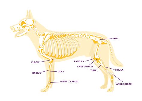 Dog Leg Anatomy in Human Speak | Ortho Dog