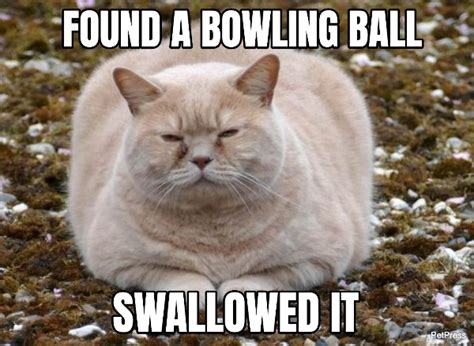 Top 10+ Funniest Fat Cat Memes on the Internet | PetPress