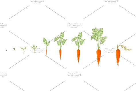 Growth stages of carrot plant | Pre-Designed Photoshop Graphics ...