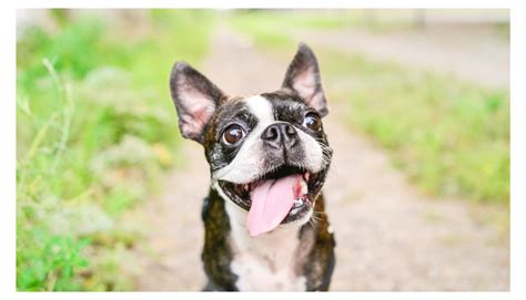 Boston Terrier Names: Finding the Perfect Moniker for Your Lively ...