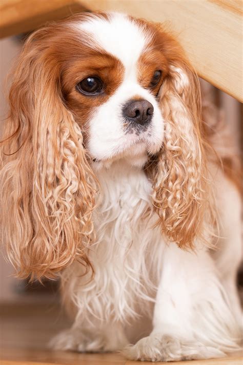 Cavalier King Charles Spaniel Puppies (19 cute pups) - Talk to Dogs