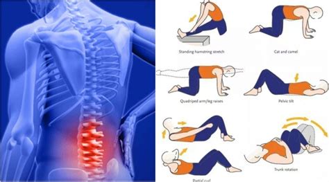 5 Lower Back Bodyweight Exercises To Ease Off Back Pain And Strengthen ...