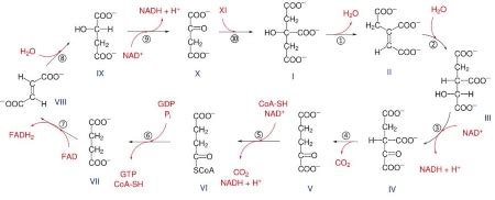 FADH2 & NADH: Definition & Overview - Lesson | Study.com