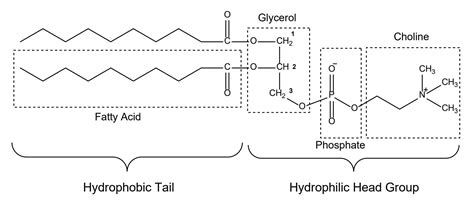 Phospholipids Structure