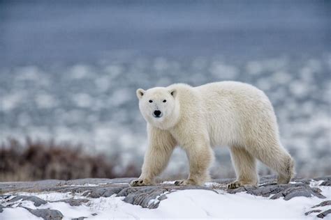 Polar Bear Facts: Behavior, Diet, Habitat, and More