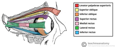 The Abducens Nerve (CN VI) - Course - Motor - TeachMeAnatomy