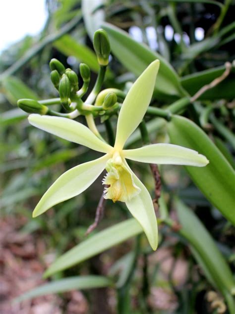 Growing Vanilla Orchids: Tips For Vanilla Orchid Care