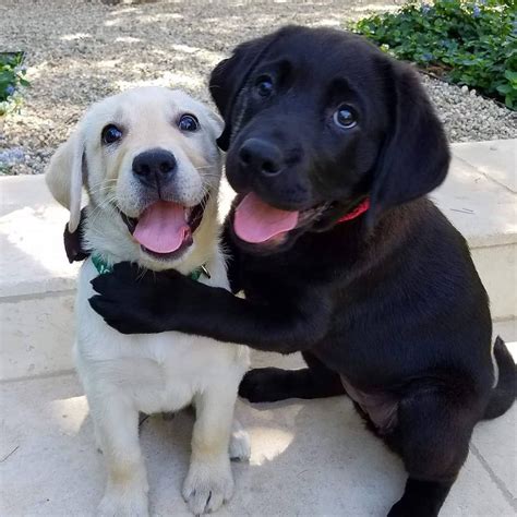 Cute Dogs Hugging: Heartwarming Photos of Labrador Retrievers (20 Pics)